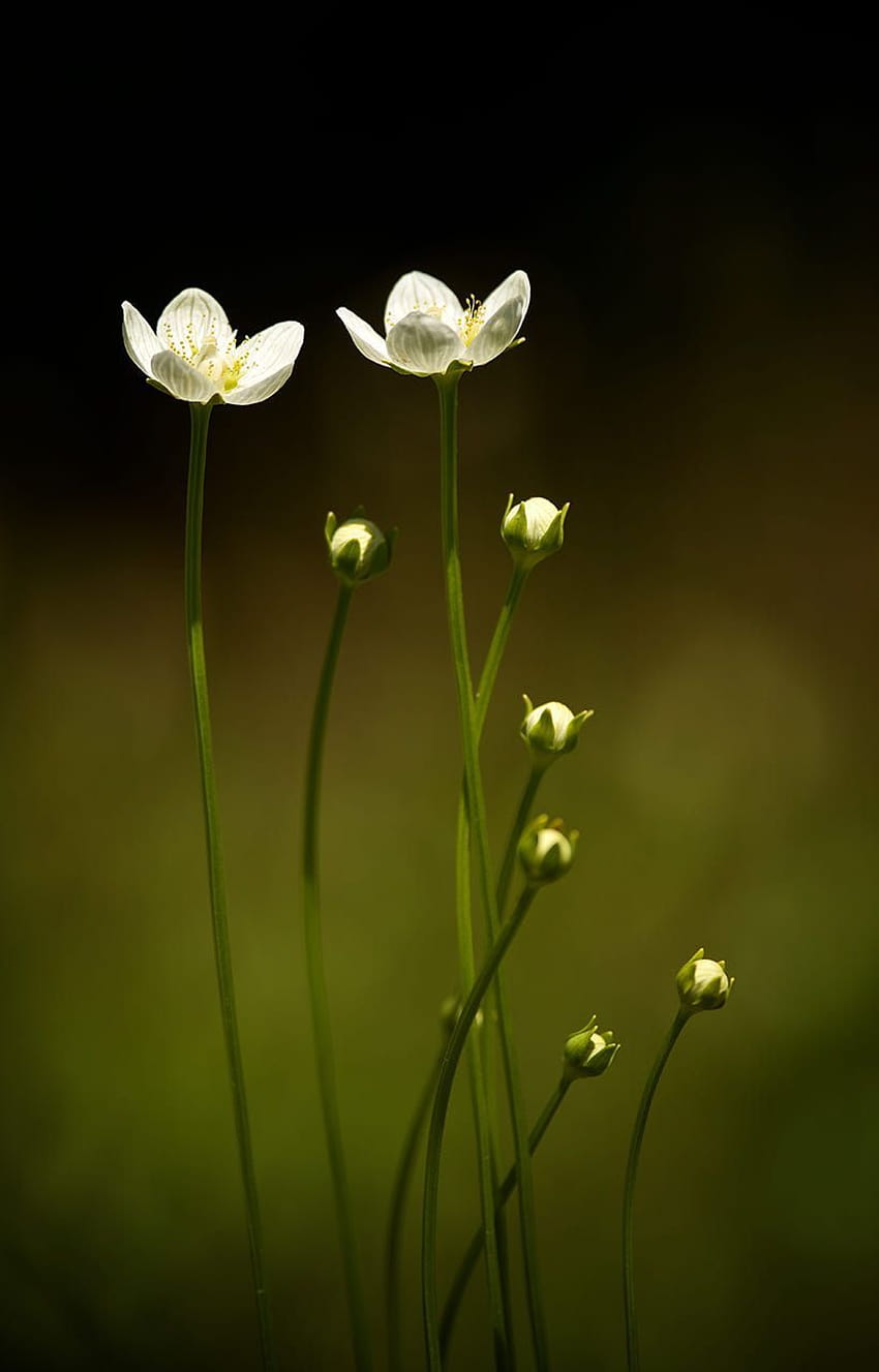 The genus Parnassia, also known as Grass of Parnassus or bog HD phone wallpaper