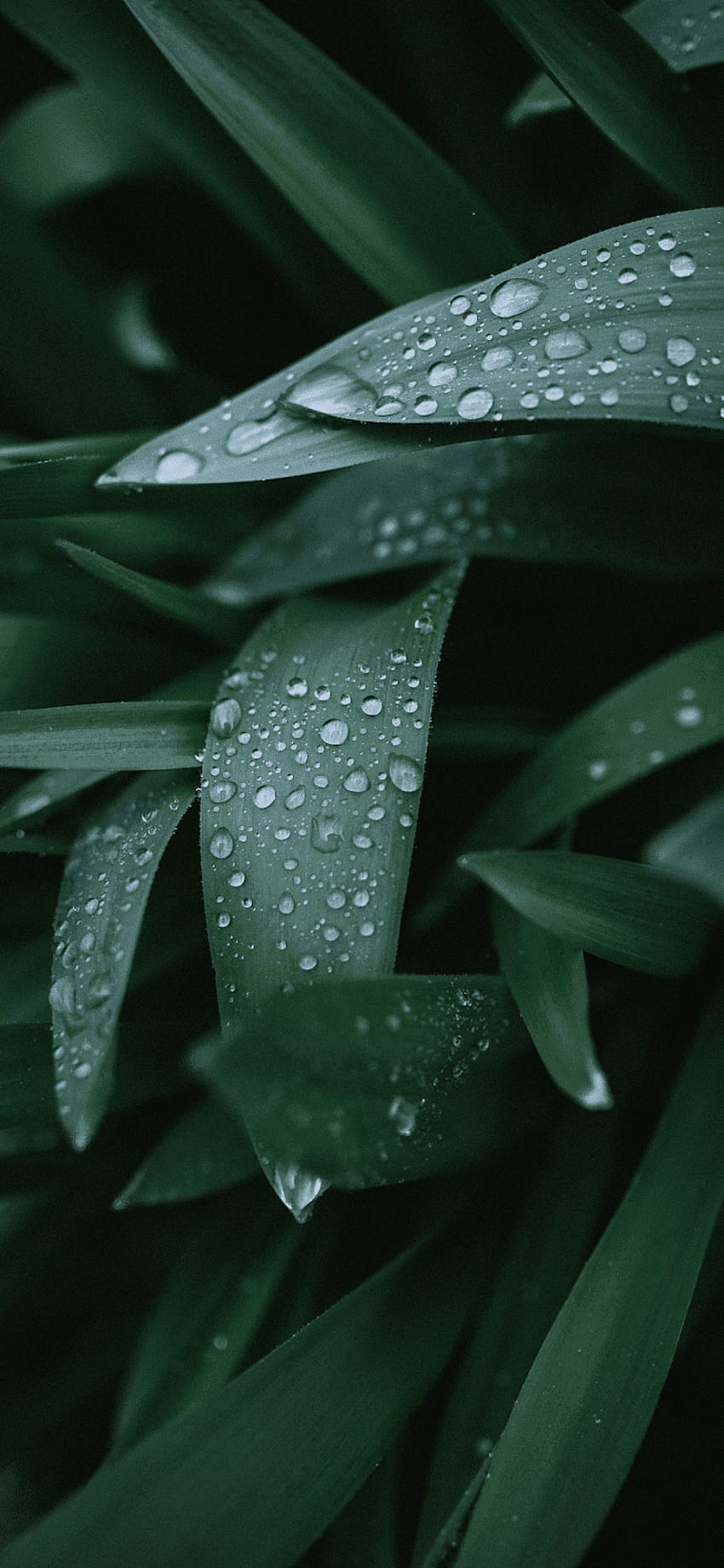 Wet Leaves HD phone wallpaper