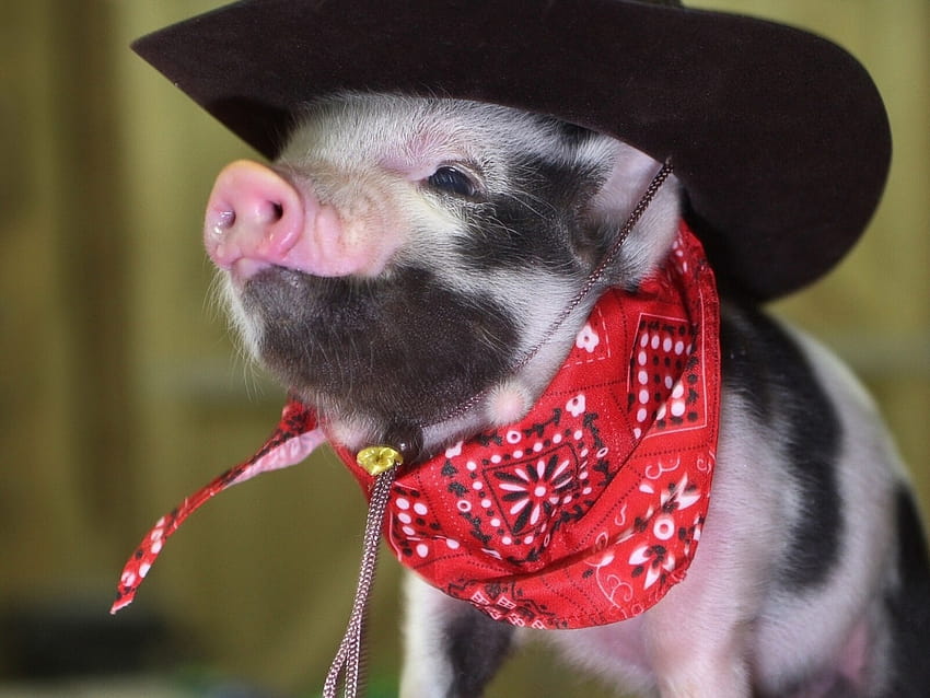 Pig, Little Pig, Cowboy Hat, Bandana, teacup pig HD wallpaper