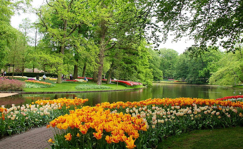 เนเธอร์แลนด์ สวนสาธารณะ บ่อน้ำ ดอกทิวลิป ต้นไม้ สวนเคอเคนฮอฟ ธรรมชาติ บ่อน้ำในสวนสาธารณะ วอลล์เปเปอร์ HD