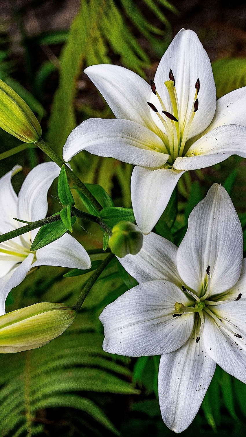 Lily Photos, Download The BEST Free Lily Stock Photos & HD Images