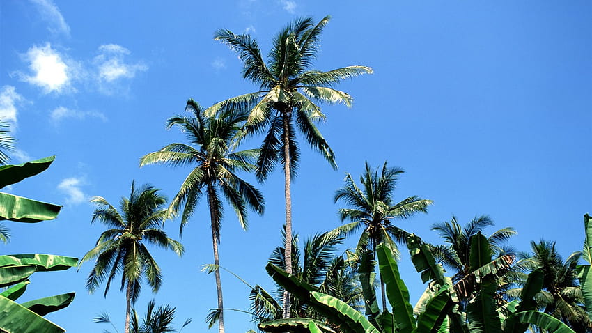 tropicale palmier Aperçu Sfondo HD
