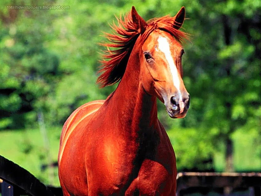 Impressionnant: cheval, chevaux pour Facebook, chevaux noirs, chevaux blancs chevaux rouges, beaux chevaux, cheval dans l'eau Fond d'écran HD