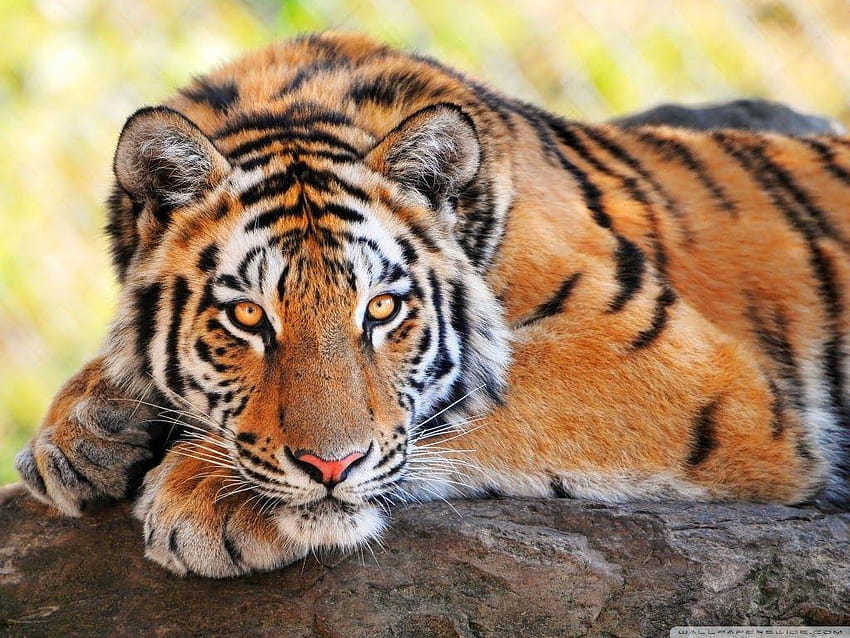 Animal Beautiful Tiger, beautiful tiger animal HD wallpaper | Pxfuel