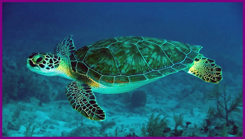 Turtle wysłane przez Samantha Tremblay, zabawny żółw Tapeta HD