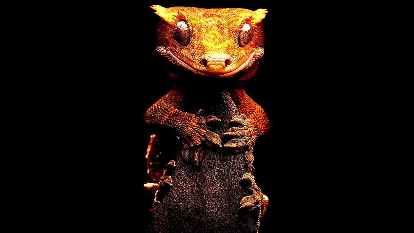 16443 crested gecko, crested geckos HD wallpaper