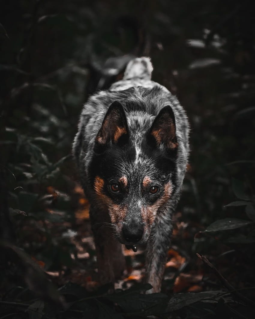 perro marrón y negro rodeado de hojas –, blue heeler fondo de pantalla del teléfono