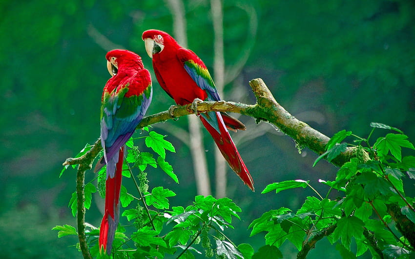 Beautiful birds Archives HD wallpaper | Pxfuel