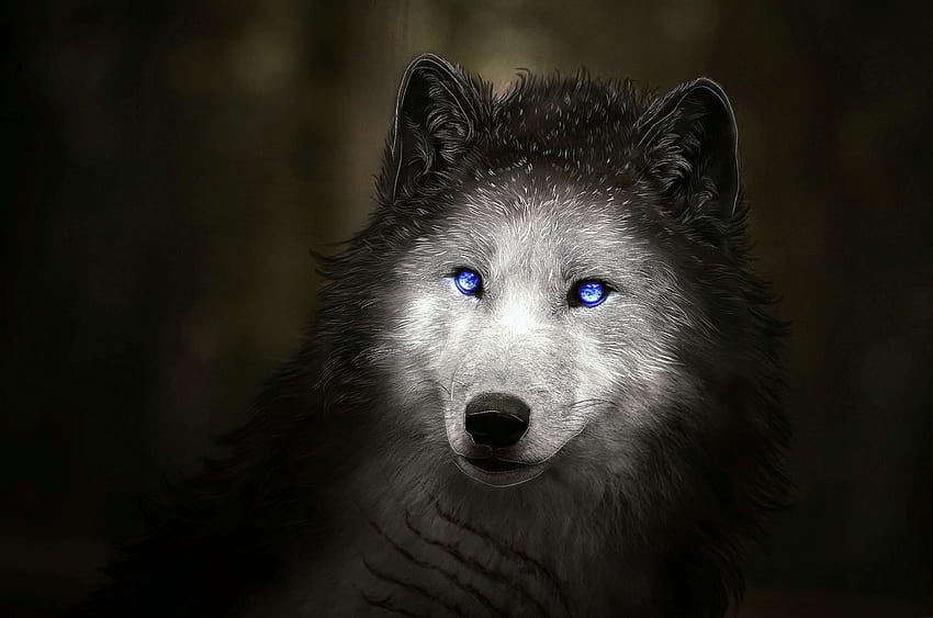 White Wolf With Blue Eyes, wolf eye HD wallpaper | Pxfuel