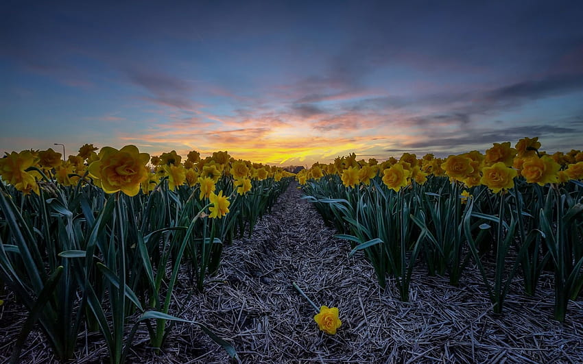 yellow daffodils, evening, sunset, flower, daffodil field spring netherlands HD wallpaper