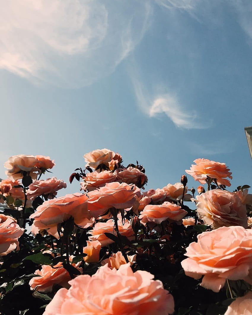 Ajla Krmdzic on aesthetics in 2019, girl flower aesthetic HD phone ...