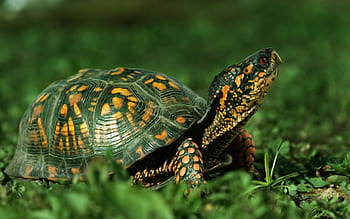 Sulcata Tortoise HD wallpaper | Pxfuel