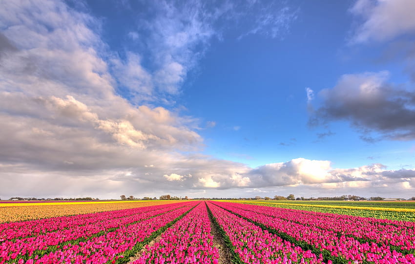 field, clouds, flowers, blue, perspective, beauty, positive, spring, tulips, pink, the beds, Netherlands, flowering, a lot, the ranks, flower field , section пейзажи, spring flower field HD wallpaper