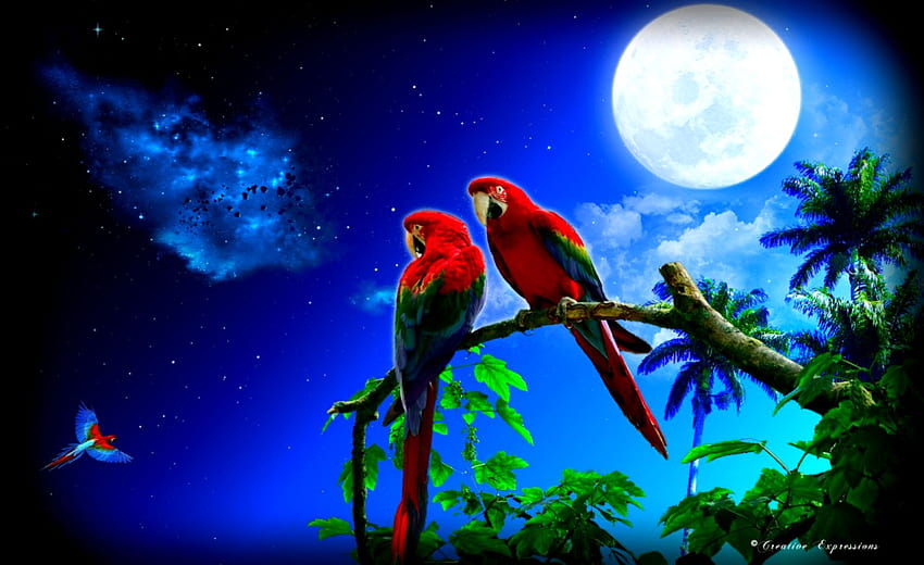 Oiseaux perroquets colorés Fond d'écran HD