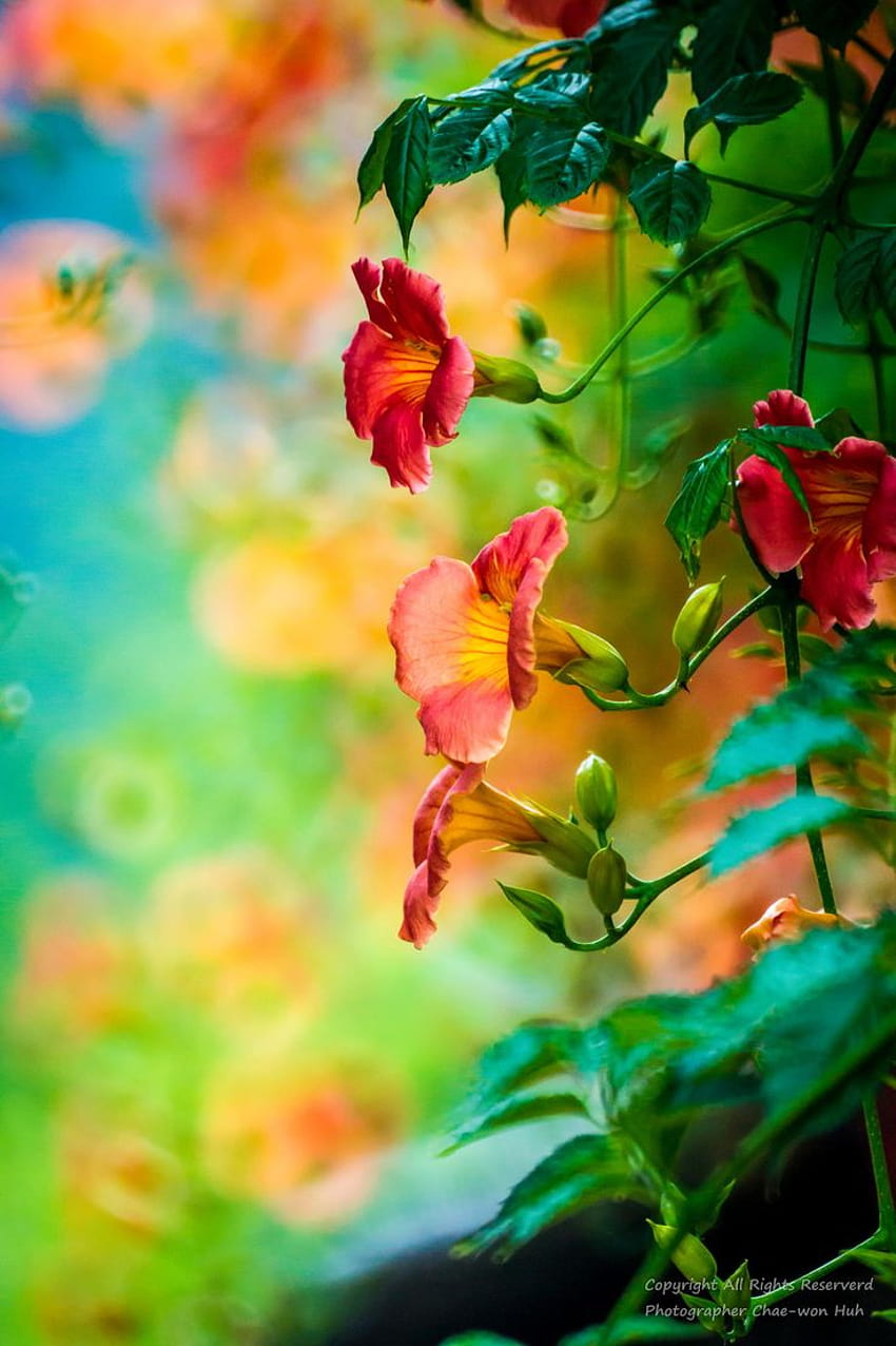 Trumpet creeper, village spring flowers HD phone wallpaper | Pxfuel