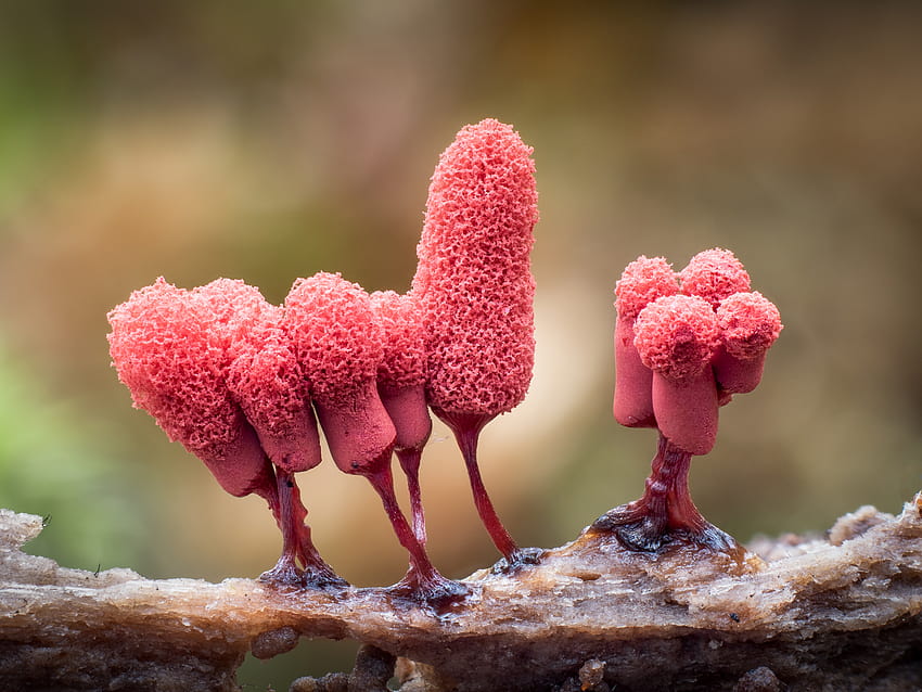 Macro by Barry Webb Highlight the Spectacular Diversity of Slime Molds HD wallpaper