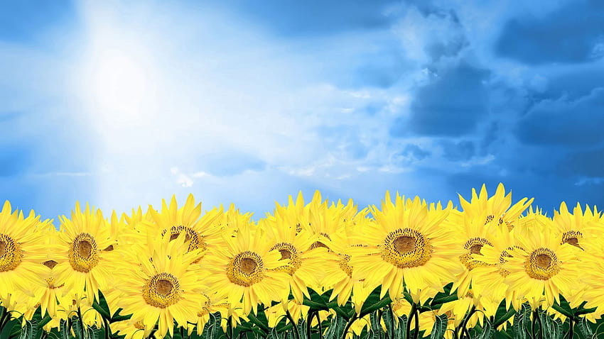 Một cánh đồng hoa hướng dương rực rỡ nắng sẽ làm cho trái tim của bạn rung động. Hãy xem hình ảnh của những bông hoa hướng dương này để cảm nhận vẻ đẹp tự nhiên và sức sống mà chúng đại diện.
