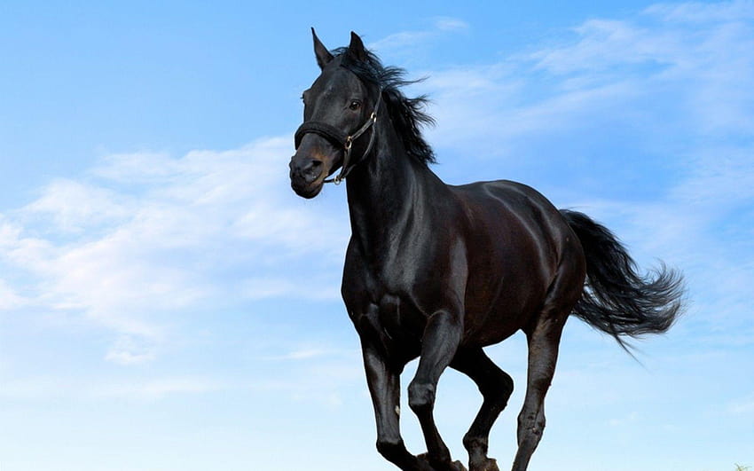 Schwarzes Pferd, Pferde HD-Hintergrundbild