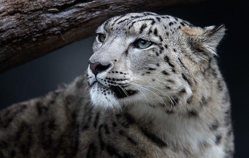 look, face, portrait, IRBIS, snow leopard, black, snow leopard close up HD wallpaper