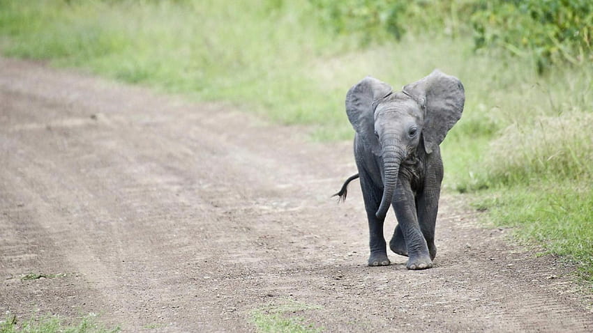 lindos fondos de pantalla de elefante bebé