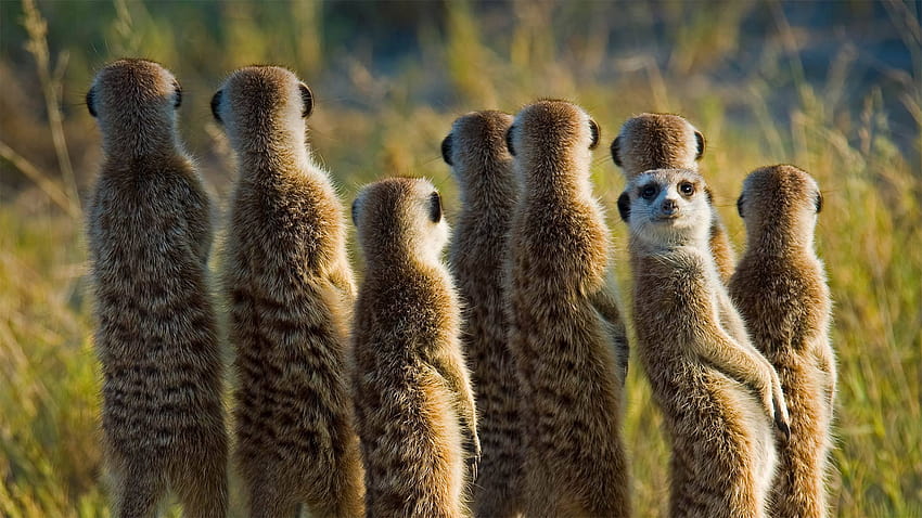 Meerkats in the Kalahari Desert in Botswana HD wallpaper