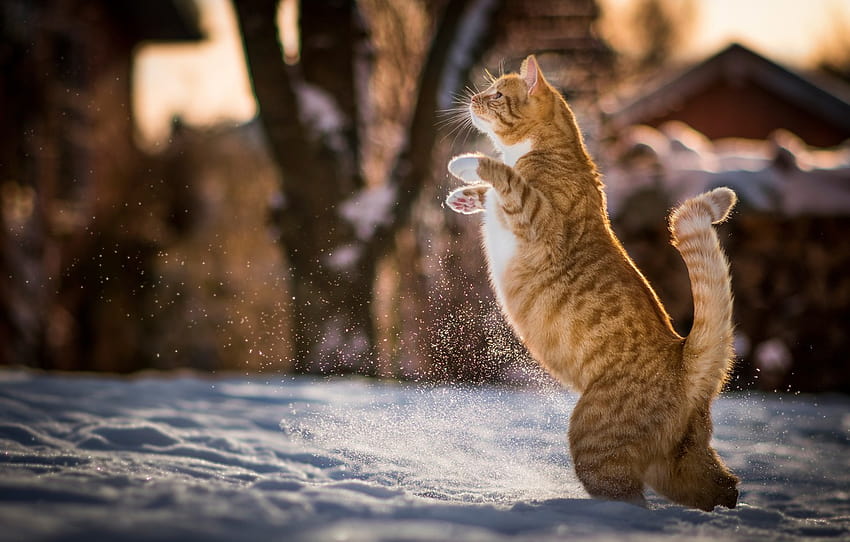 winter, cat, snow, red, Kote, on hind legs , section кошки, cat dance HD wallpaper