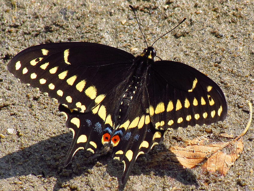 Papilio polyxenes, types of butterflies HD wallpaper