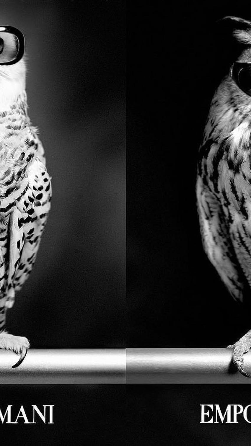 Birds fashion sunglasses grayscale owls emporio armani, emporio armani logo HD phone wallpaper