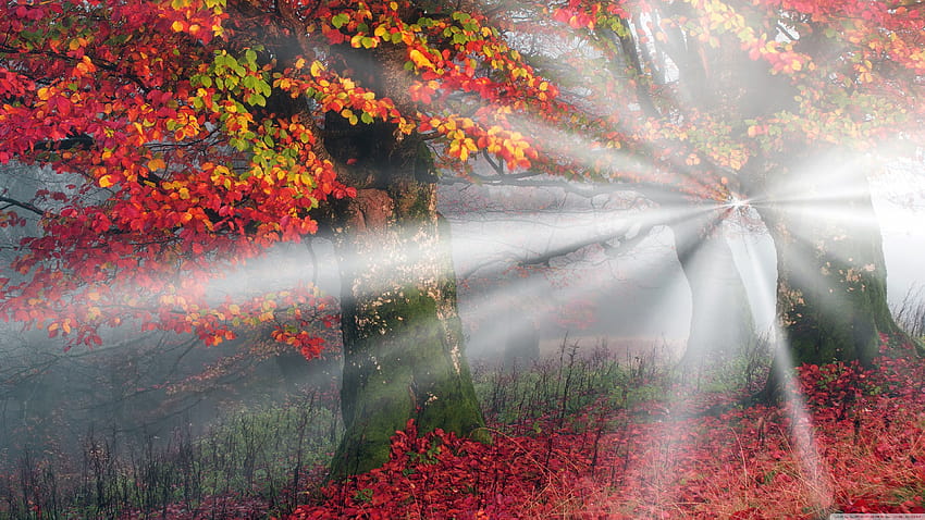 Sunbeams, Mist, Forest, Autumn Ultra Backgrounds, sunbeams in forest HD wallpaper