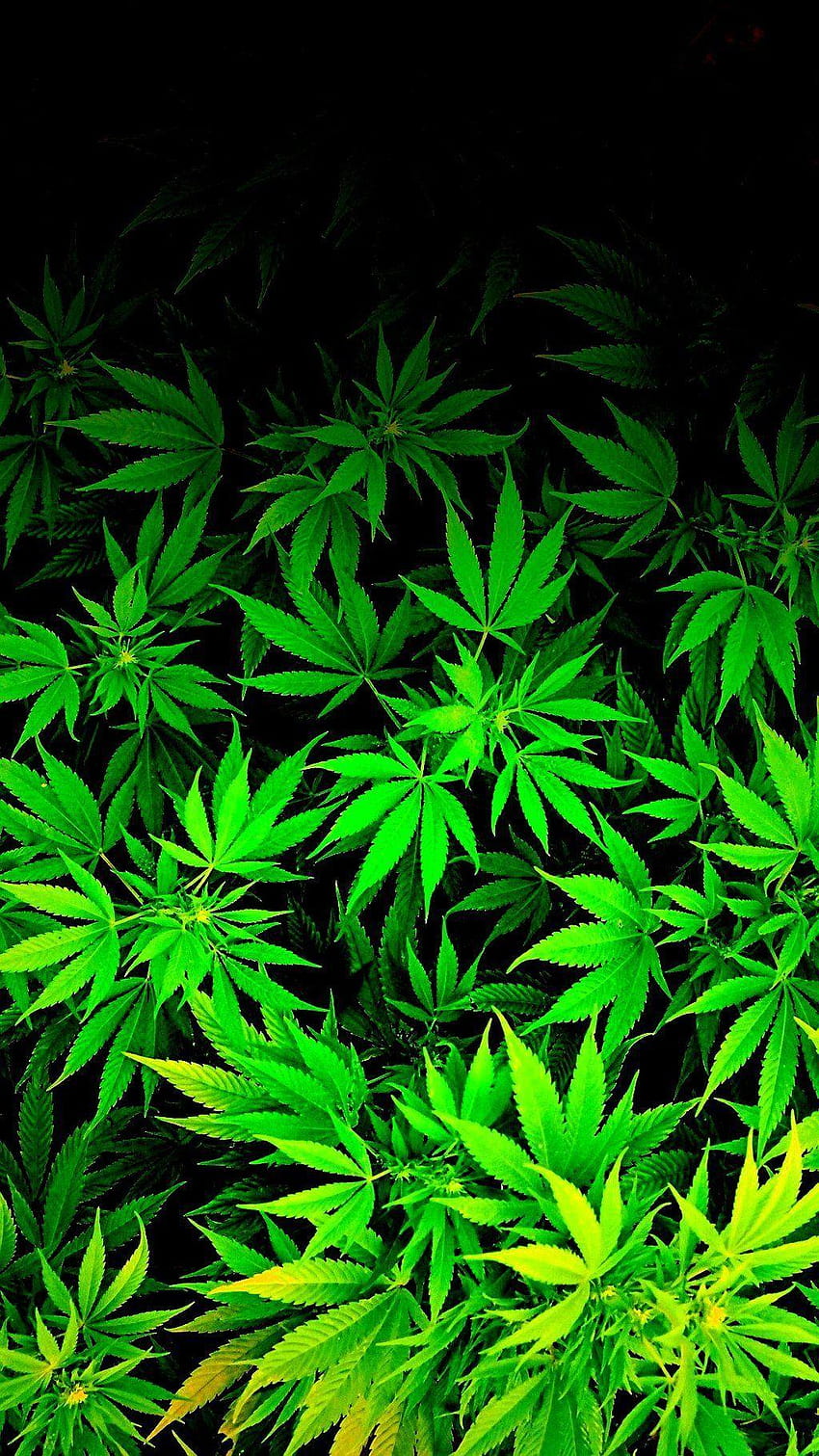 Marihuana, kush logo Tapeta na telefon HD