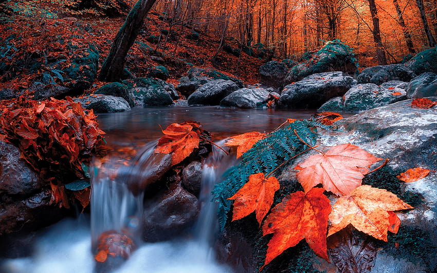 arroyo, otoño, bosque, hojas rojas, bosque hojas rojas fondo de pantalla