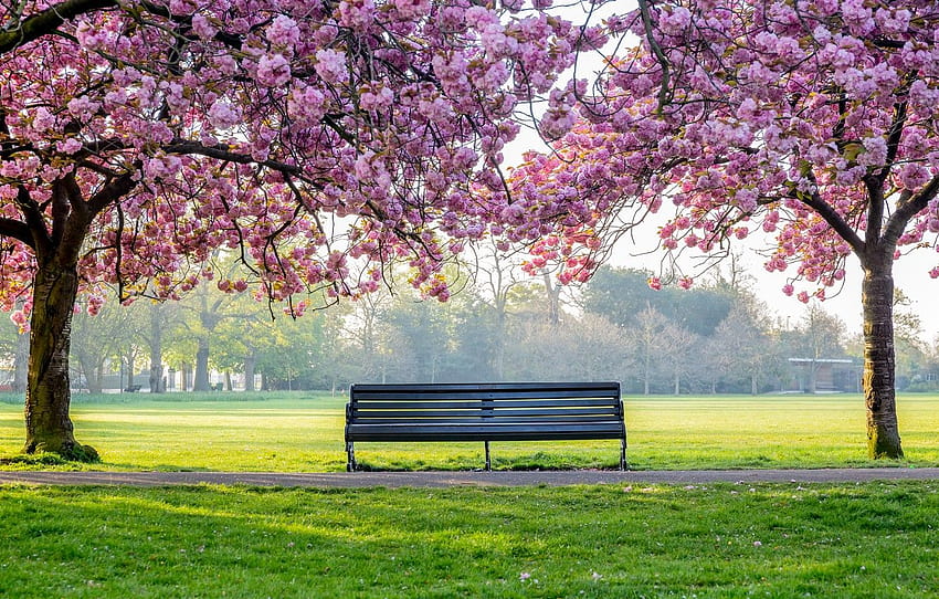 flowers, park, spring, Park, bench, trees, tree, blossom, park spring HD wallpaper