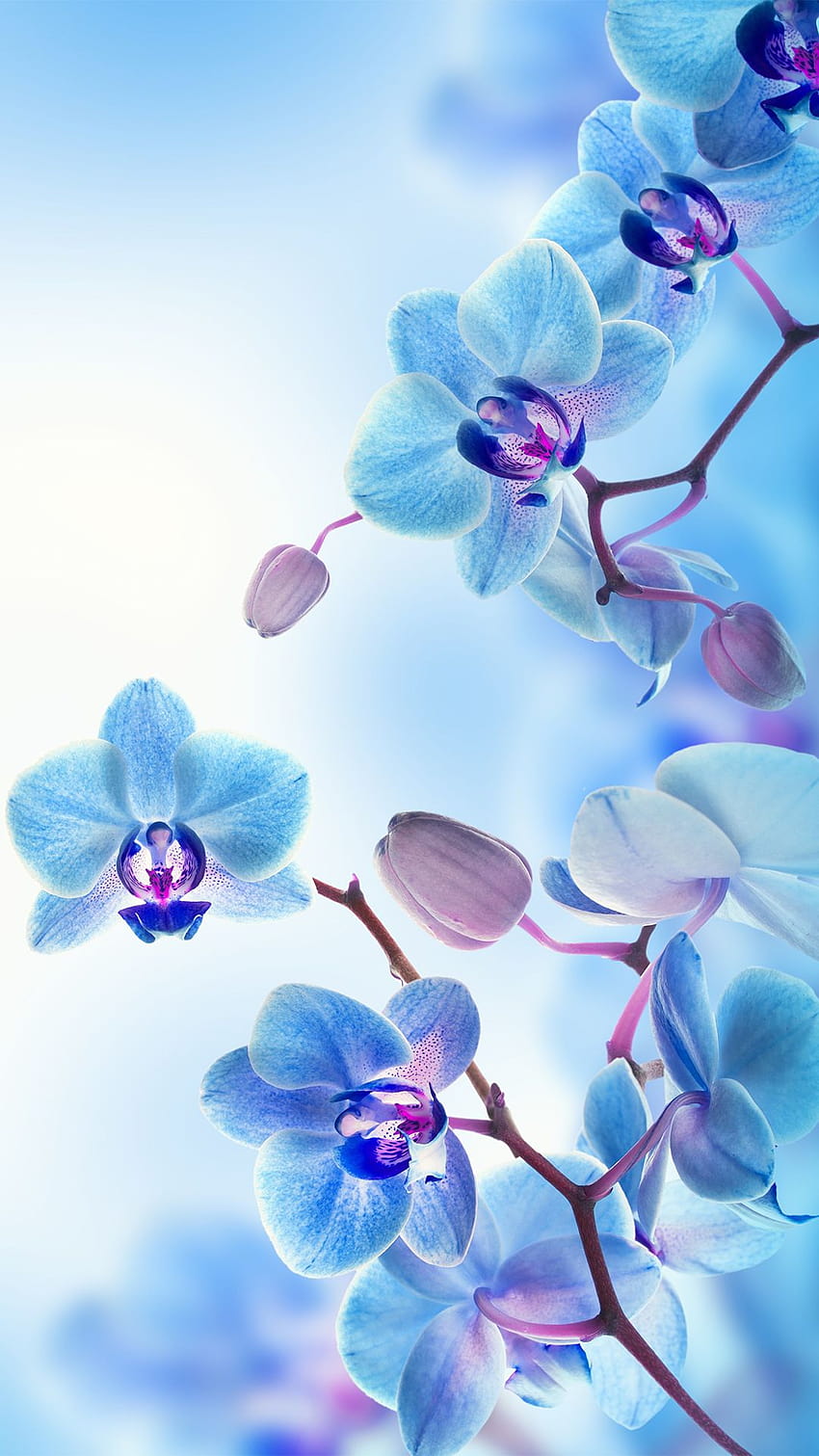 pentru iPhone, iPod si iPad, blue orchid HD phone wallpaper