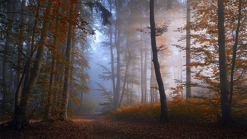 Path in Misty Autumn Forest, misty forest road HD wallpaper | Pxfuel