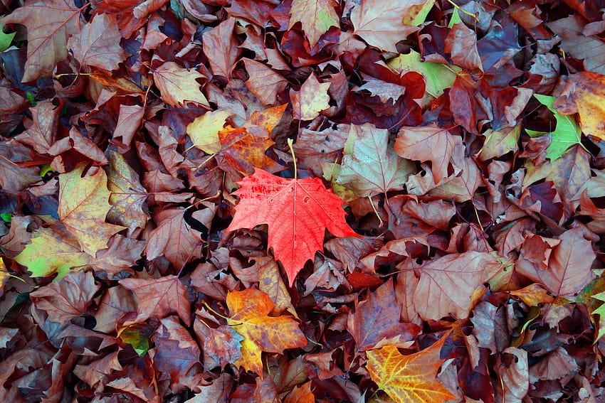 赤いカエデの葉、カエデ、秋、葉、川の秋のカシの葉 高画質の壁紙