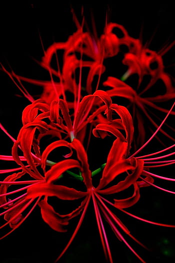 29 Spider Lily ideas, higanbana aesthetic HD phone wallpaper | Pxfuel