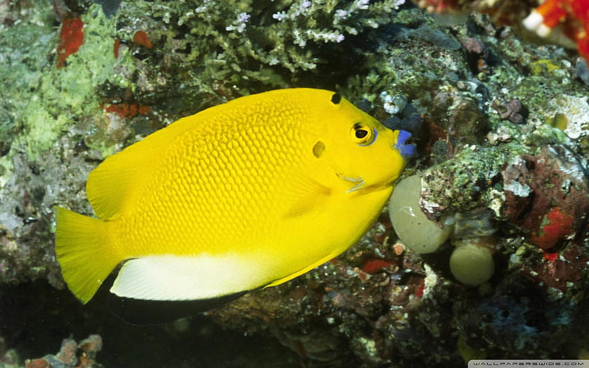 Poisson-ange à trois points Apolemichthys Trimaculatus Îles Salomon Fond d'écran HD