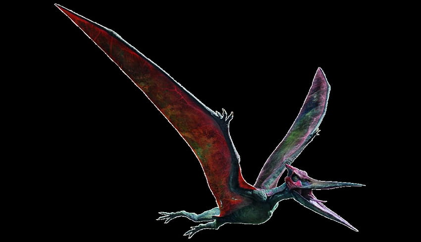 Pteranodon HD wallpaper | Pxfuel