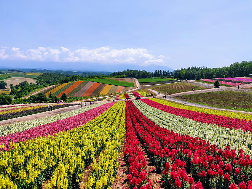 Campo de flores en Shikisai no Oka, Hokkaido, Japón: , jardín de flores de shikisai no oka fondo de pantalla