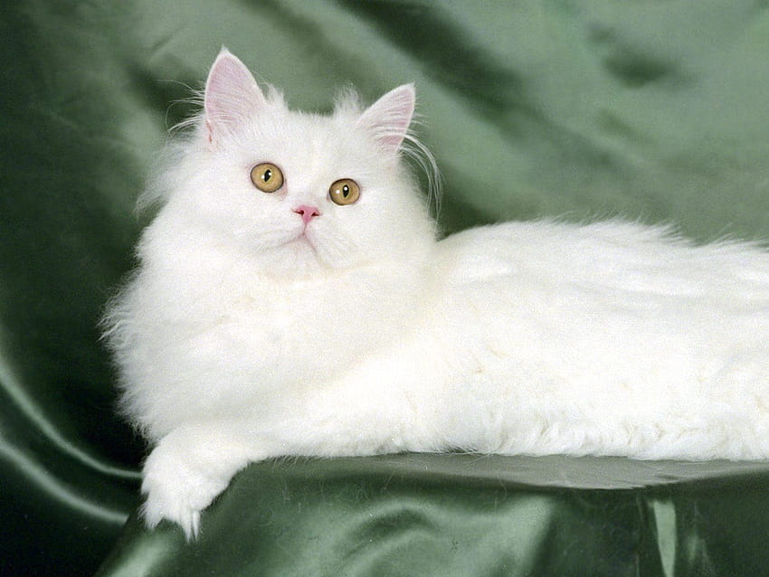 White Fluffy Cat HD wallpaper