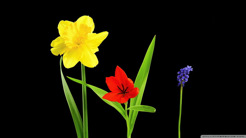 春の花、水仙、チューリップ、ムスカリ、U ワイドスクリーン、タブレット、スマートフォン用の黒の背景ウルトラ - 最高の背景、超春の花 高画質の壁紙