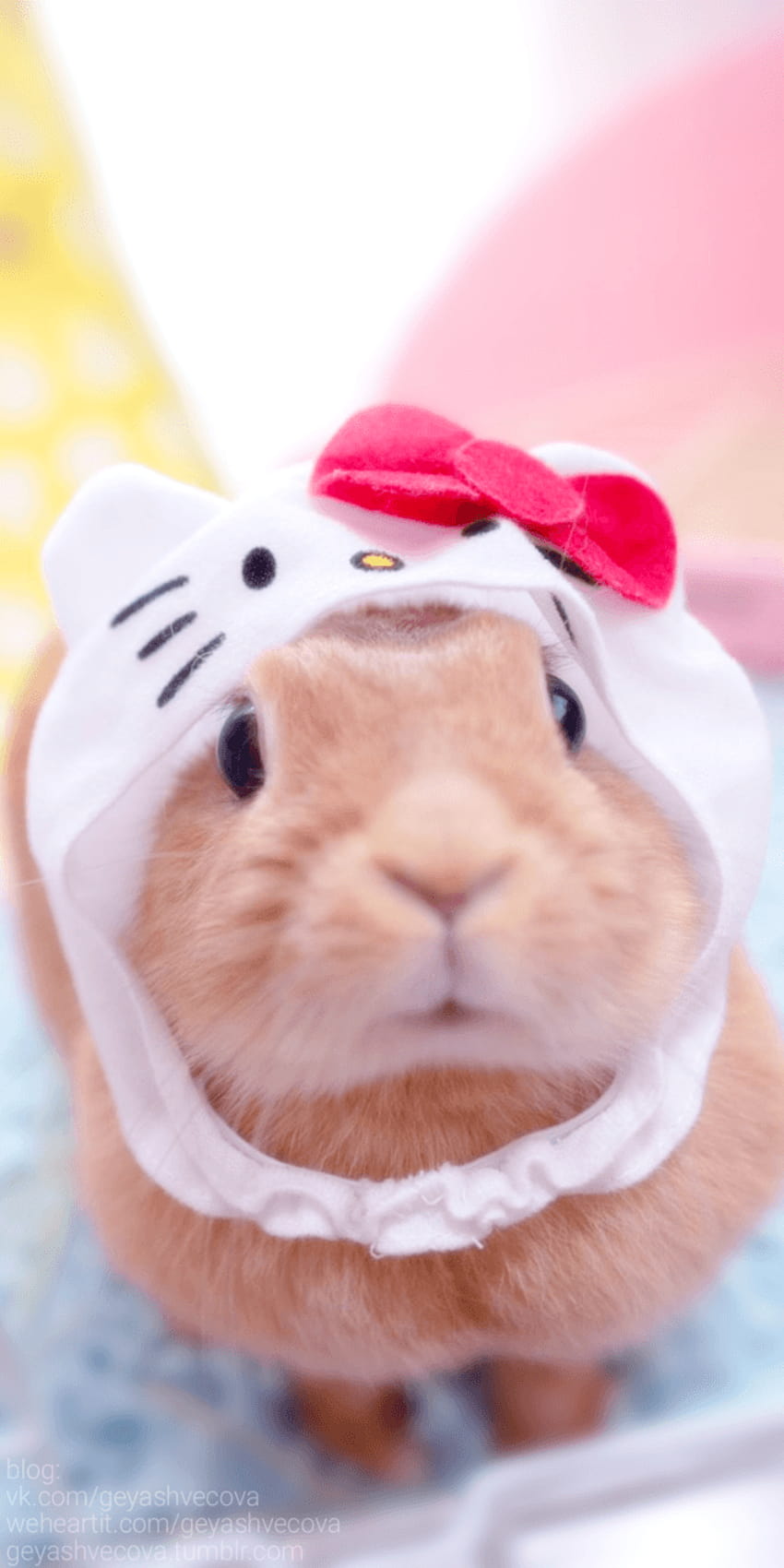 Animals, baby, background, beautiful, beauty, cute animals, hamster kawaii  HD phone wallpaper | Pxfuel
