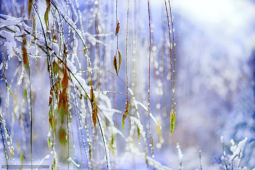 Schnee, Makro, Winter, Laub in der Auflösung 2048x1367, Wintermakro HD-Hintergrundbild