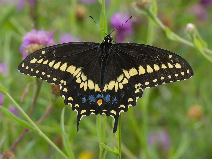 Maryland Biodiversity Project, pipevine swallowtail butterfly HD wallpaper
