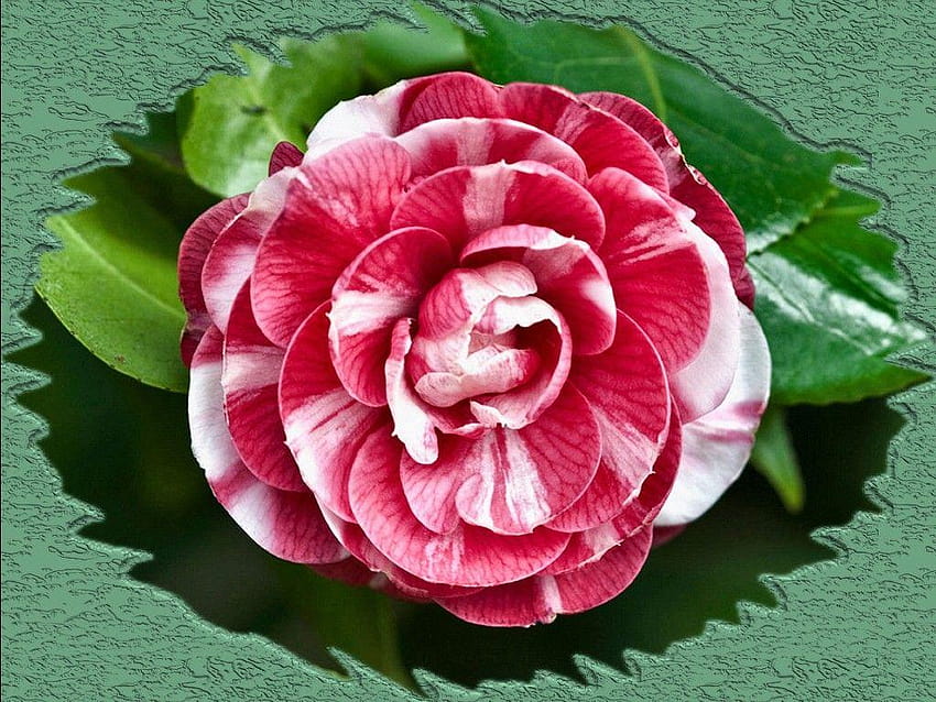 Red camellia HD wallpapers | Pxfuel