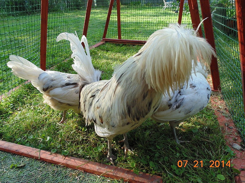 6 Show Quality White Gold Laced Top Hat Polish Chicken Fertile, little dappled chicken HD wallpaper