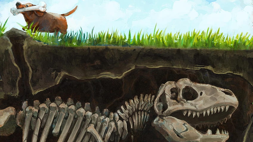 Dinosaurs humor dogs funny skeletons fossil bones, fossils HD wallpaper