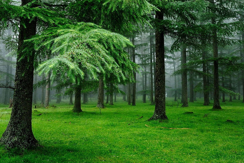 Natürlicher grüner Regenwald Amazonas-Wald / Wald 14715, Amazonas-Regenwald HD-Hintergrundbild