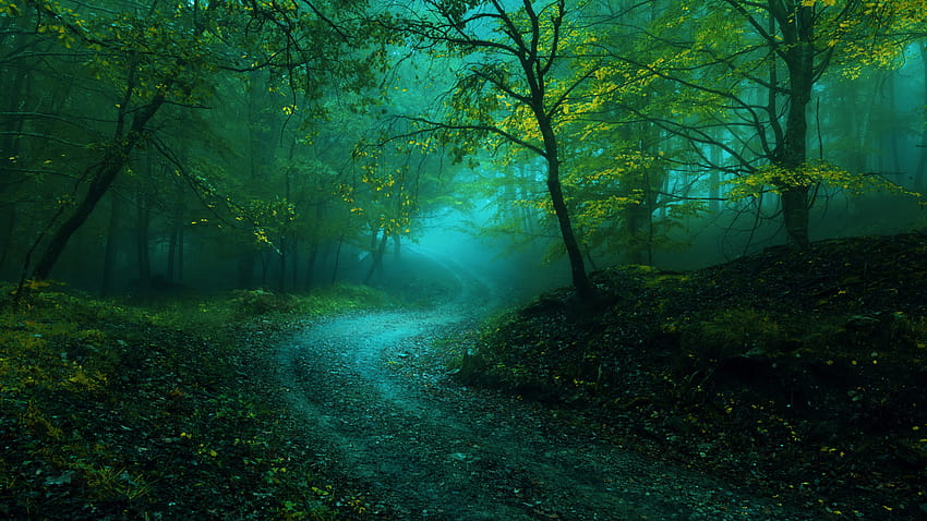 Dark and damp forest HD wallpaper