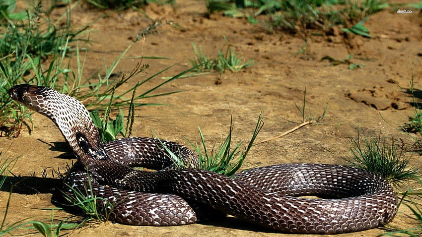Venomous Snake, king cobra snake HD wallpaper